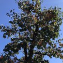 안동영가찜닭 이미지