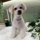 털로덮인친구들 서울상도점 이미지