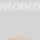 잇츠고 | 강아지 프로필 사진, 이렇게 예쁠 일? 서울 송파 반려동물 프로필 잇츠미 스튜디오 사진 후기📸