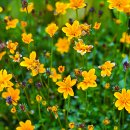 들국화목장 이미지