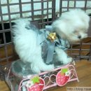 진보퍼피 이미지