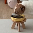 초록푸드 | 트러스티푸드 동결건조 사료 후기 초록잎홍합, 폴락브로스까지!