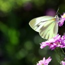 호접몽 - 노원구 중계로18길 9 | 호접몽
