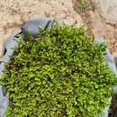 그림정원 이미지