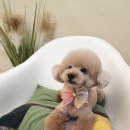 럽포포(Love for Paw) 이미지