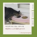 유나펫 | 10년 넘게 아픈 곳 없는 고양이 비결, 제일펫푸드 뉴트리웰캣 솔직 후기