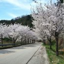 부귀리벗꽃 이미지
