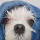 슈멍드아 이미지