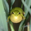 청개구리 이미지