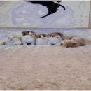 부산강아지분양 알프펫 | 행복한 반려동물을 위한 선택, 부산강아지분양 알프펫