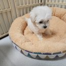 도그마루 강아지 고양이 동탄점 네이버블로그