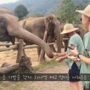 코끼리투어