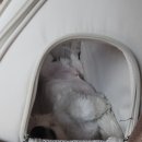 제천세탁 | 제천 청풍호반 오토캠핑장 애견동반 솔로캠핑 명당 후기 (3월 벚꽃 개화 상황)