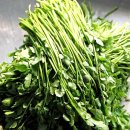 전주미나리 이미지