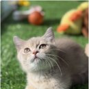 광주 강아지분양 고양이분양 어반펫 광주본점 이미지