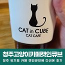 캣인큐브 | 청주고양이카페 유기묘 입양 가능 캣인큐브 내돈내산 방문후기