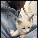 펫아미강아지고양이