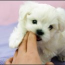 아기강아지 이미지