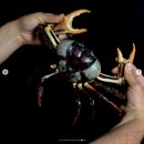 피피랜드(PP Land) | 좀비 랜드크랩(Gecarcinus ruricola) 사육정보