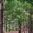 황토메타길 이미지