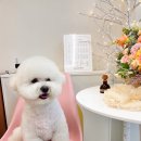 도그 살롱초코 | [인천애견미용] 도그 살롱 초코, 애견 미용의 달인!