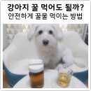 꿀강아지 이미지