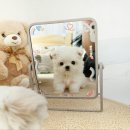 꽃강아지 이미지