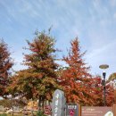 23.10.24 화 대전 유성구 유림공원 국화축제 이미지