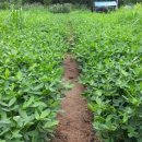 초형농장 | 에스비(SB)농장 : 참평 땅콩 재배해보니 괜찮네요.