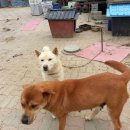 복둥이농장 이미지