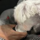 쏘노펫 애견동반 호텔 골드스위트룸 후기/오션월드