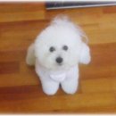 몽실이