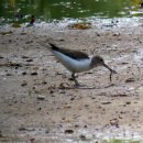 공릉천변 이미지