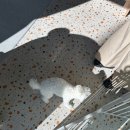 퓨어멍 네이버블로그
