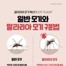 말라리아 모기 구분법 (소리 없는 모기 주의) 이미지