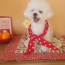 늘 예쁘개 이미지