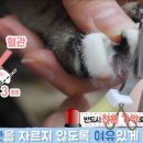 고양이발톱 - 중구 달구벌대로440길 11 | 고양이발톱