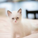 도그마루 강아지 고양이 성남분당점 이미지