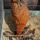 옛날토종닭 이미지