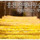 10월 13일 토요산행 홍천 은행나무 숲길과 인제 원대리 자작나무 숲길(10월 8일까지 신청바랍니다) 이미지