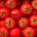 토마토2 이미지