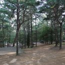 파인힐 캠프 이미지