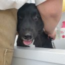 반려동물 애견 미용 이미지