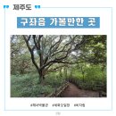 푸른청과 | 제주 구좌읍 가볼 만한 곳 - 해녀박물관, 세화오일장, 비자림