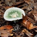 버섯 각종 식용버섯 약용버섯의 종류와 좋은점 이미지