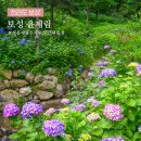성림원 | 보성 윤제림 수국 성림원 전남 수국 명소 추천