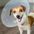 정겨운동물병원 이미지