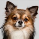 안용근 | 158 ‘개 가축 고시’는 마오쩌둥 개고기 전통론의 승리