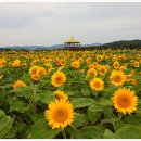 장성 황룡강 노랑꽃축제장 상류 해바라기 (9월26일) 이미지