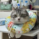 서울햇빛동물병원 이미지